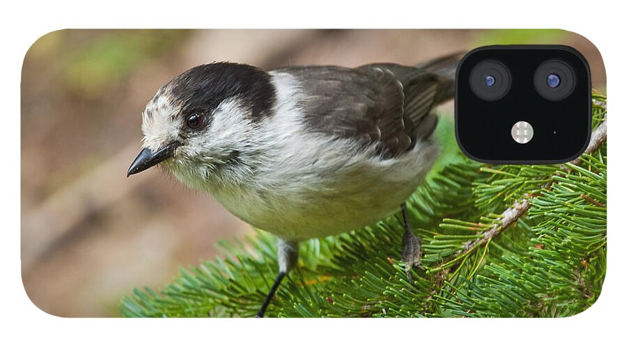 Animal iPhone 12 Case featuring the photograph Gray Jay on Fir Tree by Jeff Goulden