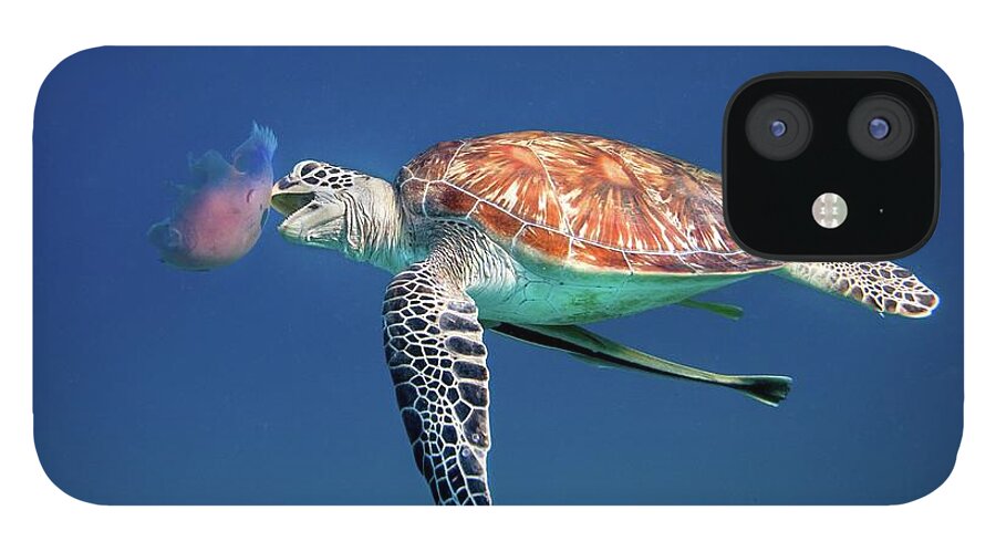 Underwater iPhone 12 Case featuring the photograph Green Sea Turtle Eating Jellyfish by Ai Angel Gentel