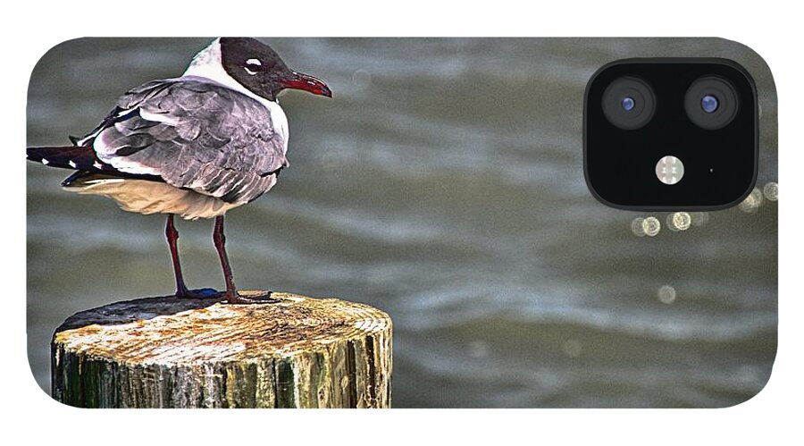 Seagull iPhone 12 Case featuring the photograph Gull Post by Ken Williams