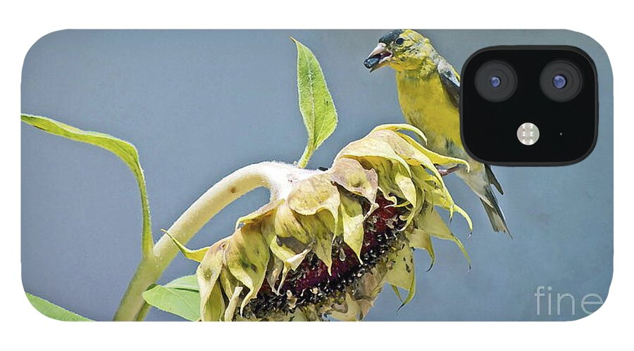 Bird iPhone 12 Case featuring the photograph Helping With Harvest by Gwyn Newcombe