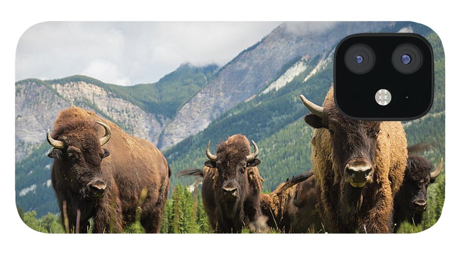 Horned iPhone 12 Case featuring the photograph Herd Of Buffalo Or Bison, Alberta by Peter Adams