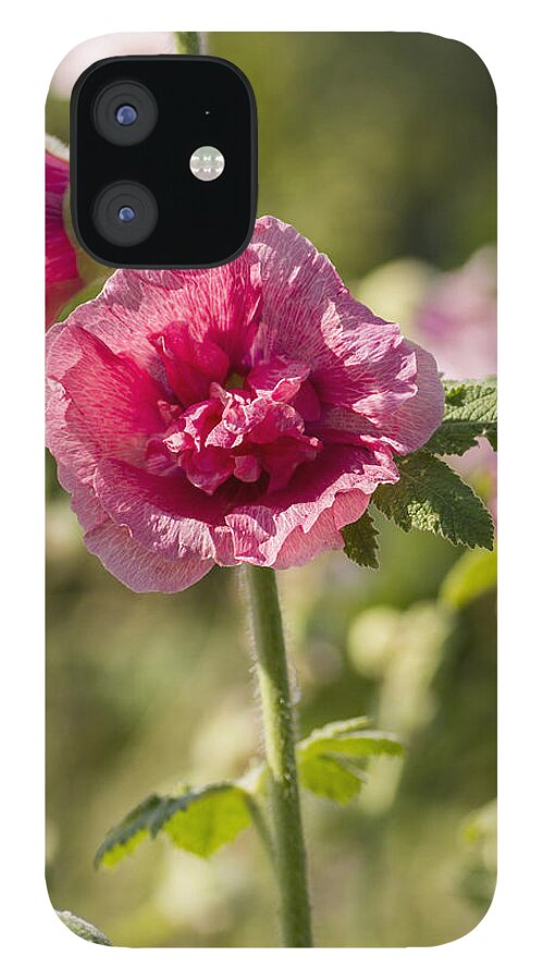 Hollyhock iPhone 12 Case featuring the photograph Hollyhock by Diane Fifield