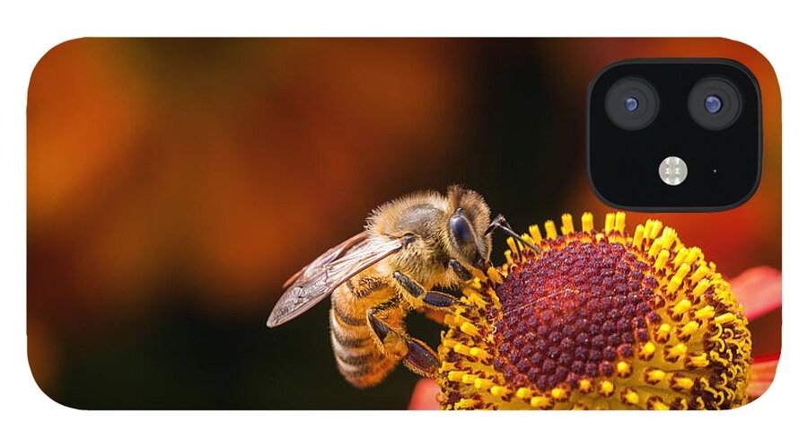Bee iPhone 12 Case featuring the photograph Honeybee at Work by Jurgen Lorenzen