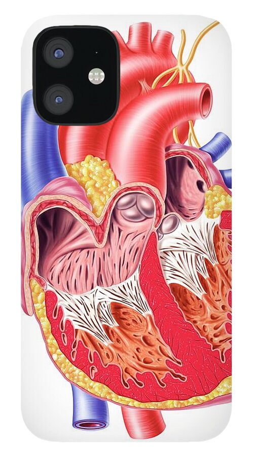 Aorta iPhone 12 Case featuring the digital art Human Heart, Artwork by Leonello Calvetti