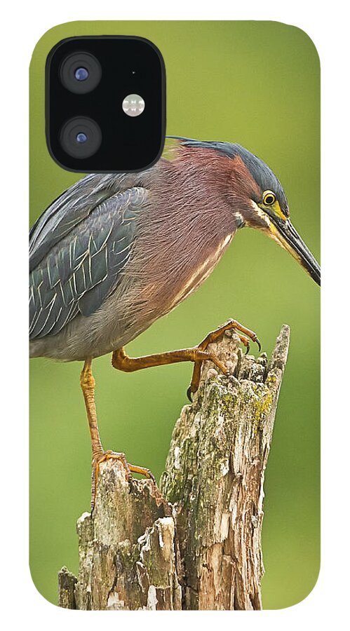 John Vose iPhone 12 Case featuring the photograph Hunting Green Heron by John Vose