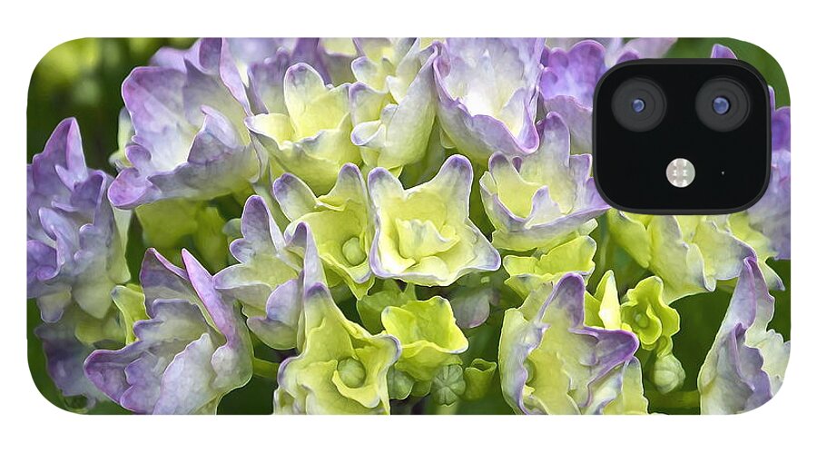 Hydrangea iPhone 12 Case featuring the photograph Hydrangeas Galore by Gwyn Newcombe