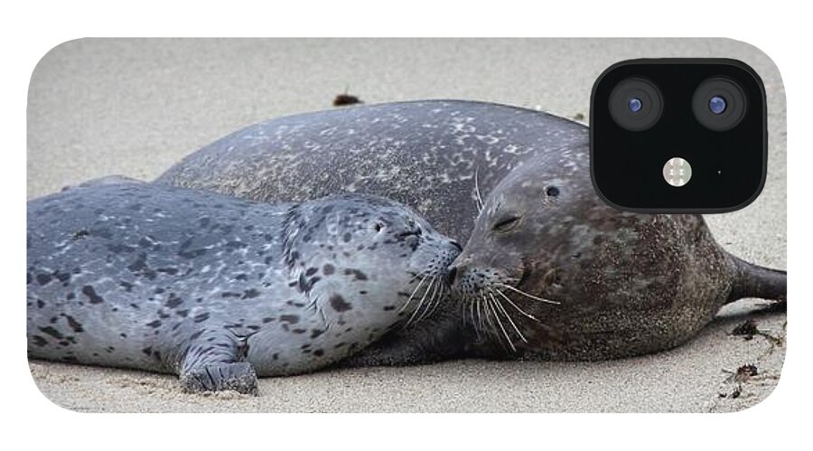 Seals iPhone 12 Case featuring the photograph I love you mama by Nathan Rupert