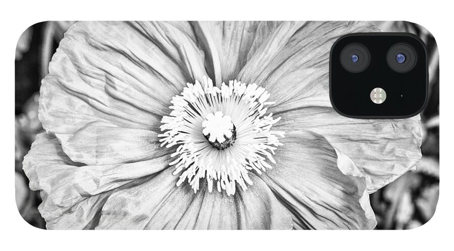 Floral iPhone 12 Case featuring the photograph Iceland Poppy In Black And White by Priya Ghose