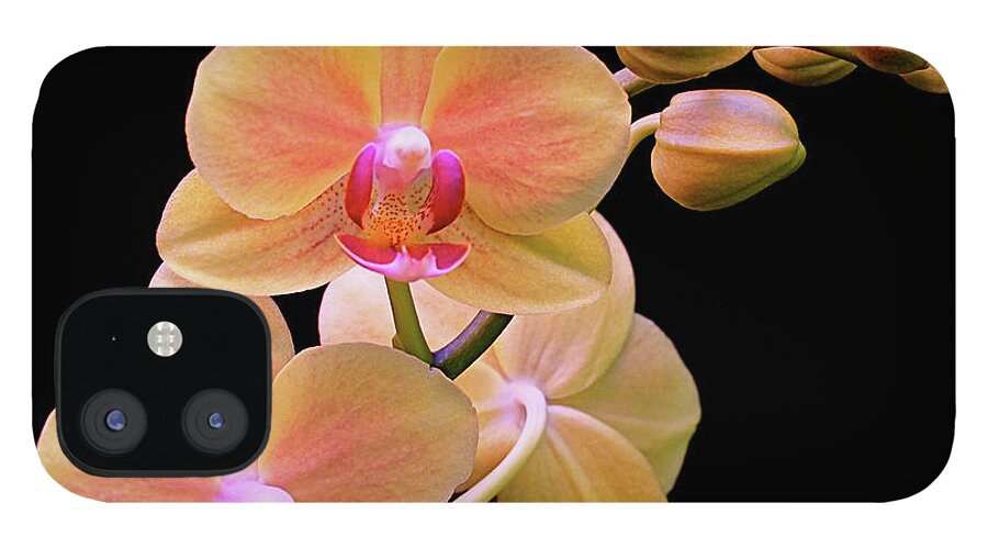 Orchid iPhone 12 Case featuring the photograph In Bloom by Rona Black