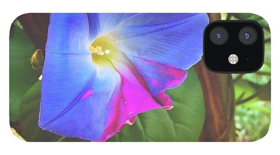 Asheville iPhone 12 Case featuring the photograph Morning Glory by Simon Nauert