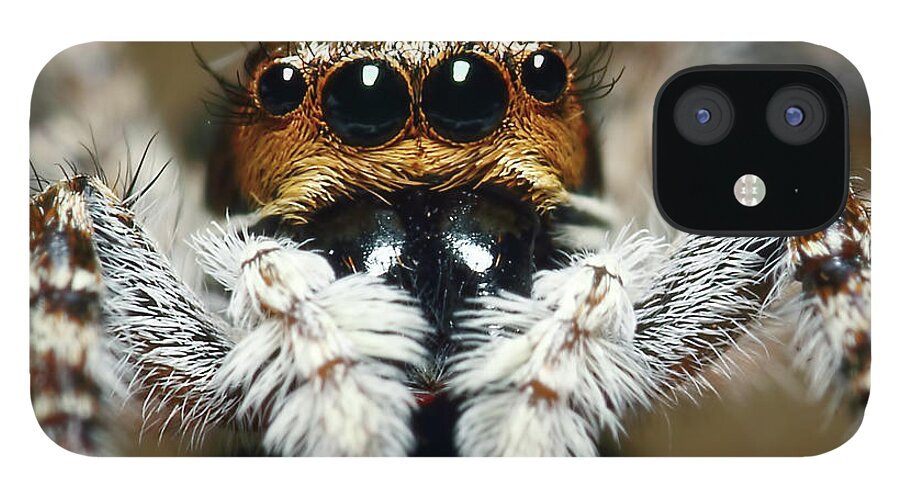 Coimbatore iPhone 12 Case featuring the photograph Jumping Spider by Karthik Photography