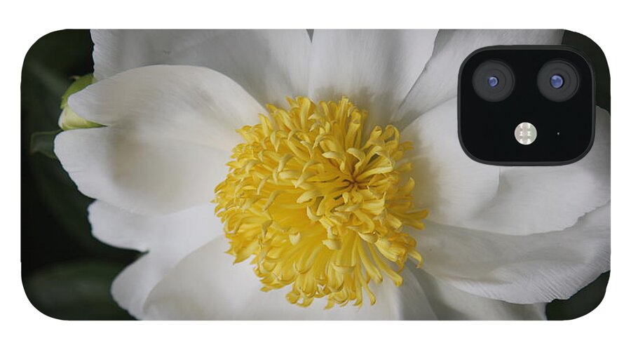 Peony iPhone 12 Case featuring the photograph Just White by Christiane Schulze Art And Photography