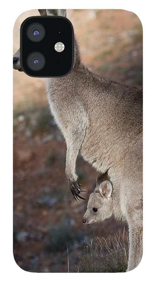Australia iPhone 12 Case featuring the photograph Kangaroo and joey by Steven Ralser