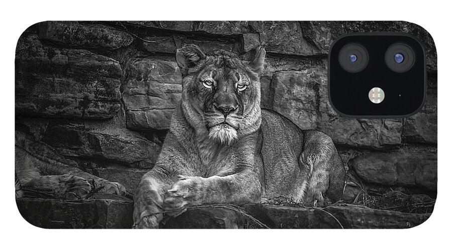 Nature iPhone 12 Case featuring the photograph Keen Eyed Lioness by Donald Brown