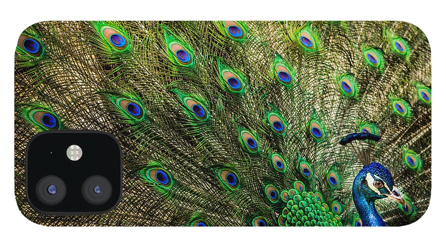 Peacocks iPhone 12 Case featuring the photograph KING of BIRDS by Karen Wiles
