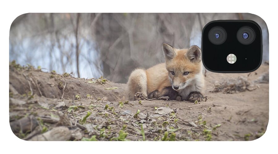 Red Fox iPhone 12 Case featuring the photograph Kit Fox 2011-2  by Thomas Young