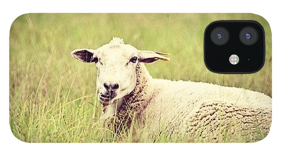 Sheep iPhone 12 Case featuring the photograph Lazy Sunday by Scott Pellegrin