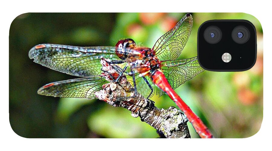 Dragonfly iPhone 12 Case featuring the photograph Little Dragonfly by Morag Bates