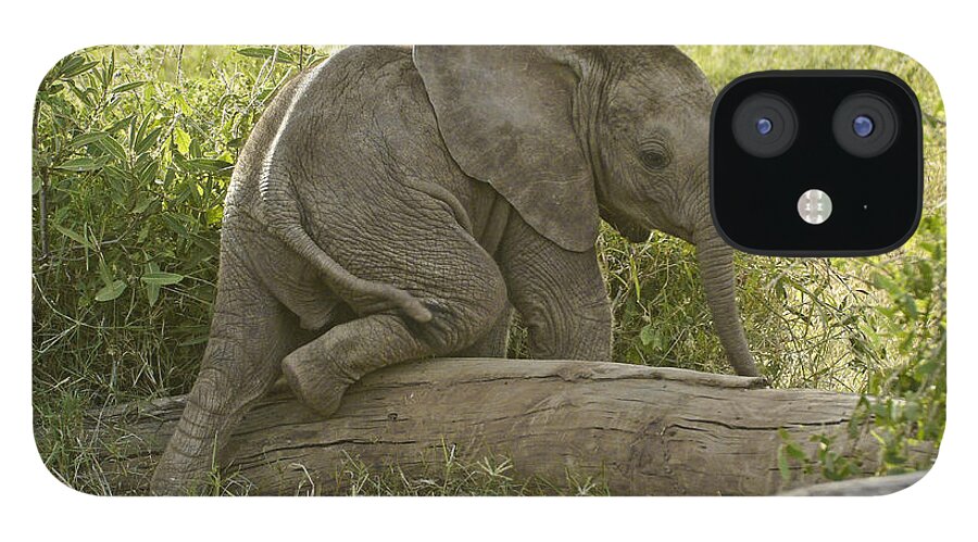 Africa iPhone 12 Case featuring the photograph Little Elephant Big Log by Michele Burgess