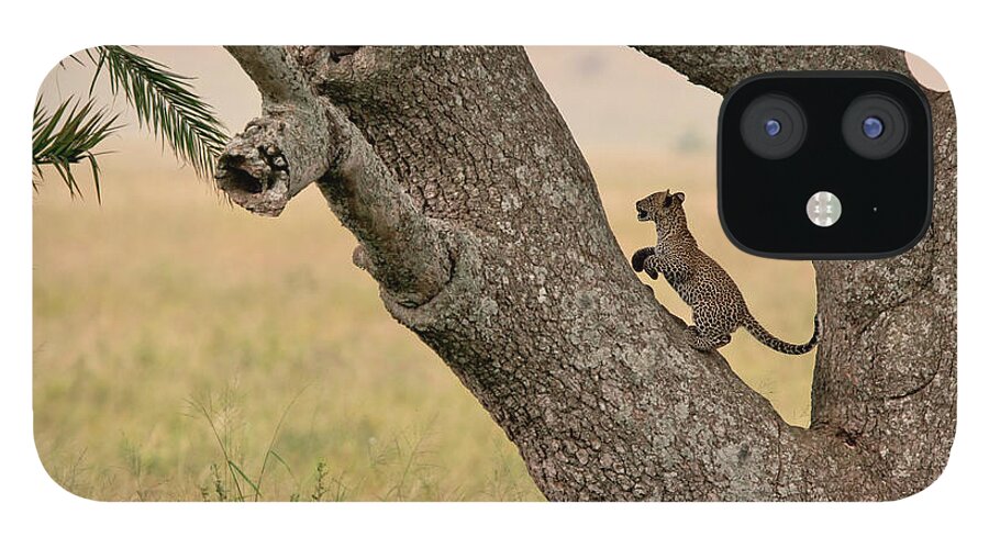 Tanzania iPhone 12 Case featuring the photograph Little Leopard by Thomas Retterath