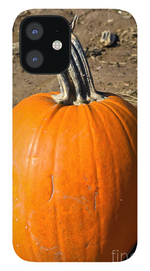 Field iPhone 12 Case featuring the photograph Lonely Pumpkin by PatriZio M Busnel