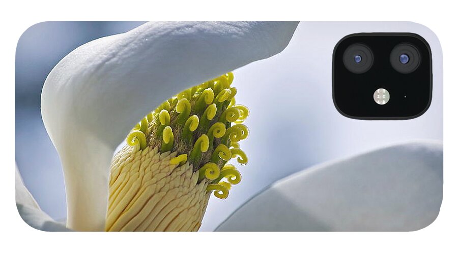 Magnolia iPhone 12 Case featuring the photograph Love of Nature by Gwyn Newcombe