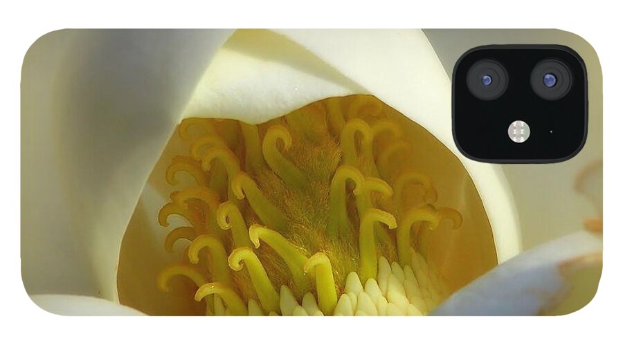 Southern Flowers iPhone 12 Case featuring the photograph Magnolia Cloud by Karen Wiles