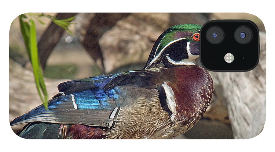 Marsh iPhone 12 Case featuring the photograph Male Wood Duck DWF029 by Gerry Gantt