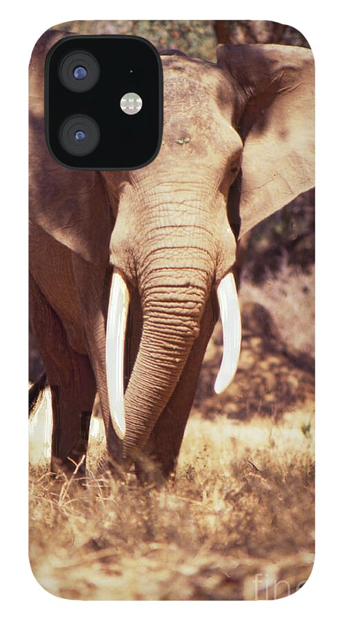 Mana Pools iPhone 12 Case featuring the photograph Mana Pools Elephant by Jeremy Hayden
