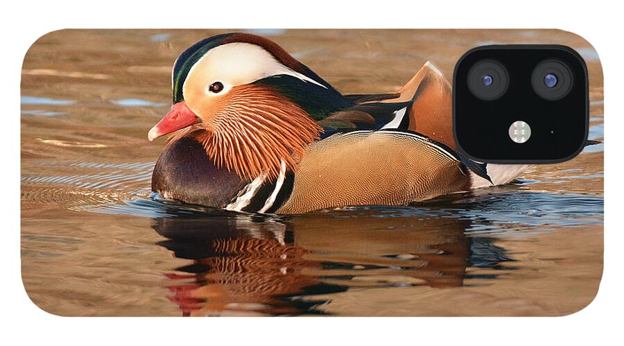 Bird iPhone 12 Case featuring the photograph Mandarin Duck Glory by Alan Lenk