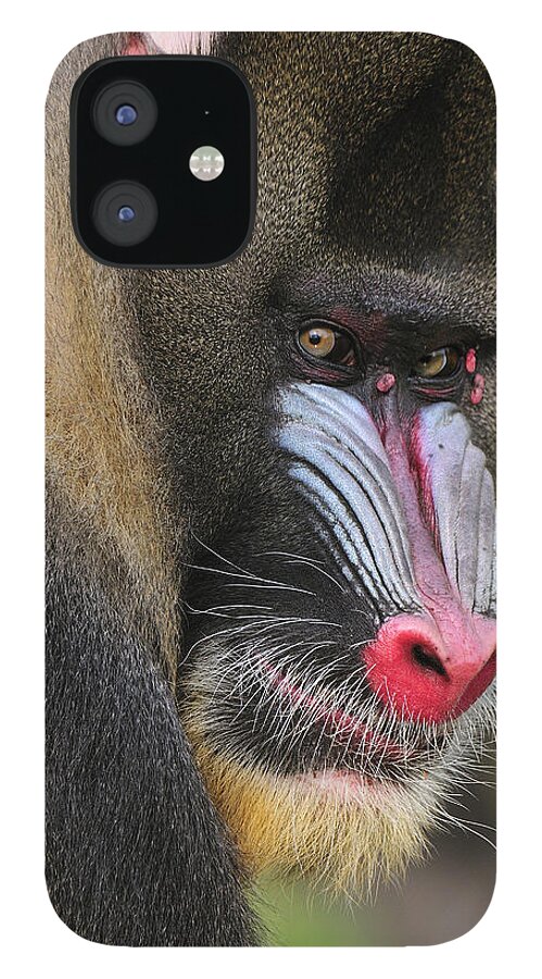Feb0514 iPhone 12 Case featuring the photograph Mandrill Male by Thomas Marent