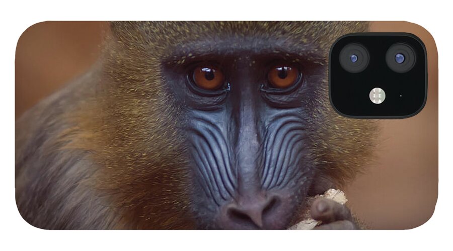Animal Themes iPhone 12 Case featuring the photograph Mandrill by Photo By Steve Wilson
