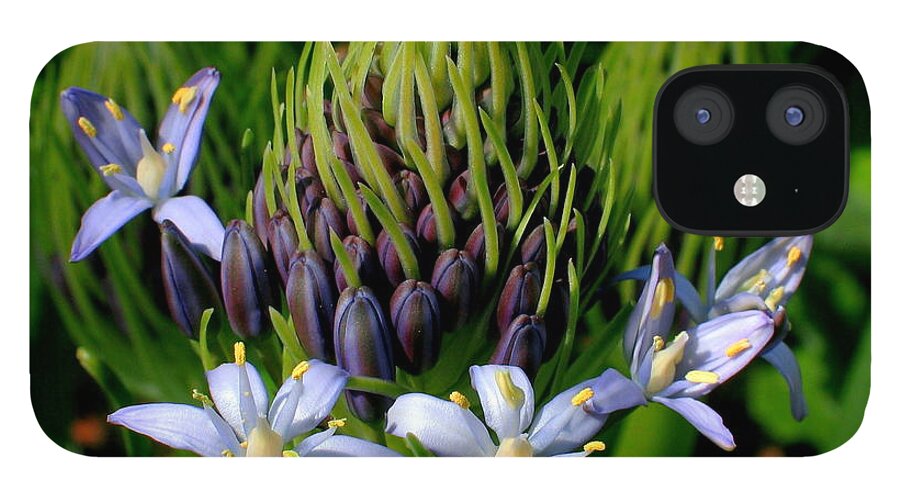 Flowers iPhone 12 Case featuring the photograph March Madness by Derek Dean