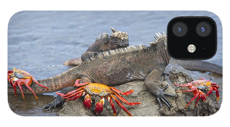 Tui De Roy iPhone 12 Case featuring the photograph Marine Iguana Pair And Sally Lightfoot by Tui De Roy