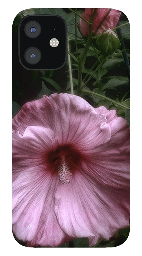 Hibiscus iPhone 12 Case featuring the photograph Marsh Mallows by Louise Kumpf