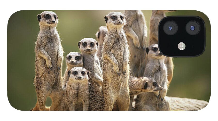 Scenics iPhone 12 Case featuring the photograph Meerkat Family On Lookout by Kristianbell
