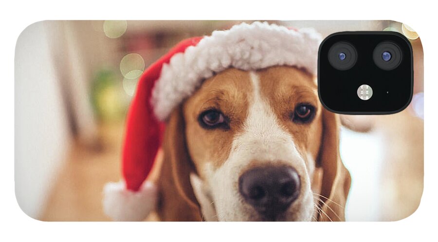 Pets iPhone 12 Case featuring the photograph Merry Christmas by Aleksandarnakic