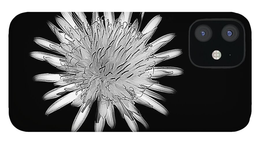 Dandelion iPhone 12 Case featuring the photograph Midnight Dandelion by Ludwig Keck