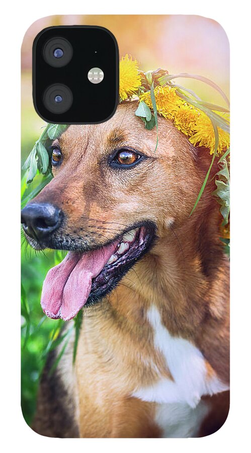 Domestic Animals iPhone 12 Case featuring the photograph Mixed Breed Dog In In Dandelion Hair by Vicuschka