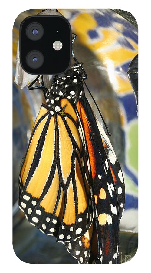 Monarch iPhone 12 Case featuring the photograph Monarch in a Jar by Steve Augustin