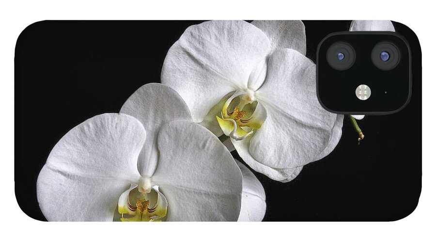 White Moth Orchid iPhone 12 Case featuring the photograph Moth Orchid Trio by Ron White