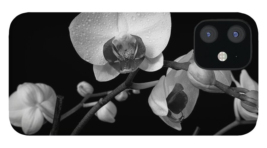 Flower iPhone 12 Case featuring the photograph Moth Orchids by Ron White