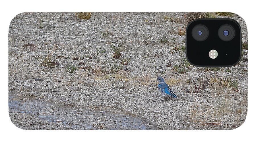 Yellowstone iPhone 12 Case featuring the photograph Mountain Bluebird by Lars Lentz