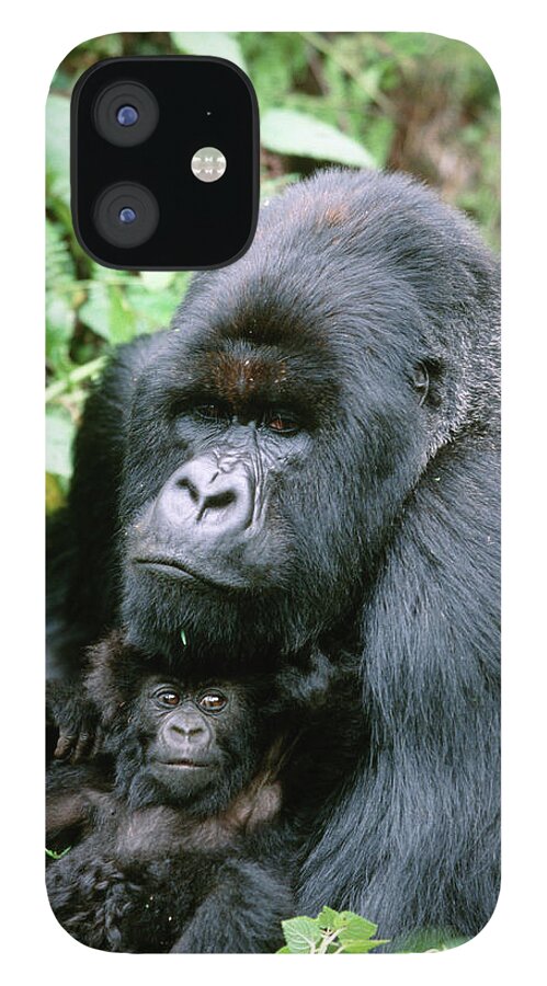 Gorilla Gorilla Beringei iPhone 12 Case featuring the photograph Mountain Gorilla And Infant by Tony Camacho/science Photo Library