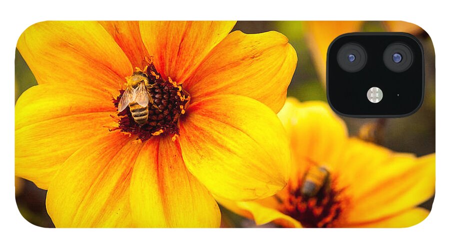 Mystic iPhone 12 Case featuring the photograph Mystic Spirit Dahlia by Ross Henton