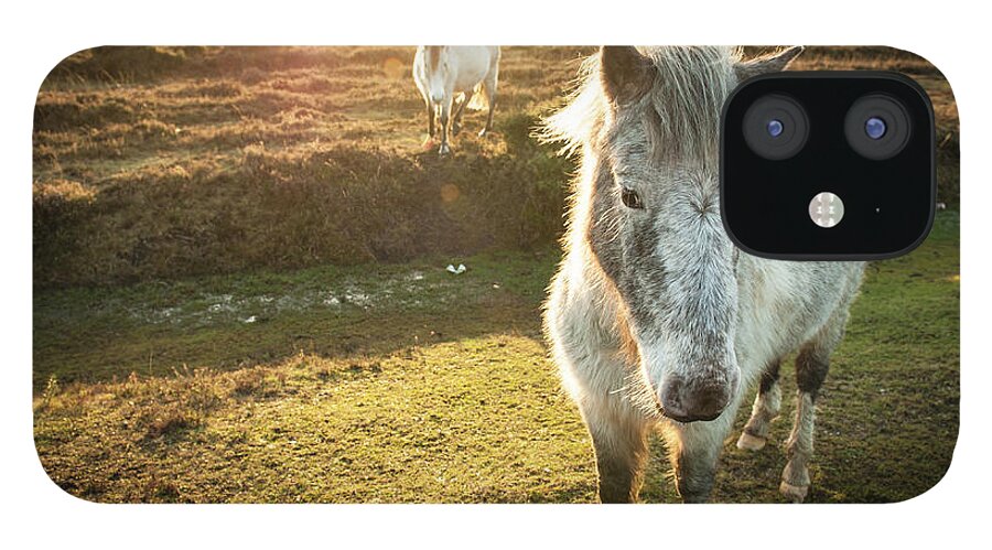 Horse iPhone 12 Case featuring the photograph New Forest Wild Ponies by Projectb