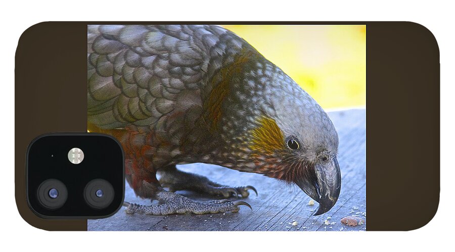 New Zealand Kaka iPhone 12 Case featuring the photograph New Zealand Kaka Happy Hour by Venetia Featherstone-Witty