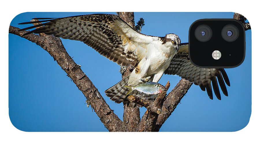 Osprey iPhone 12 Case featuring the photograph Nice Catch by Ronald Lutz