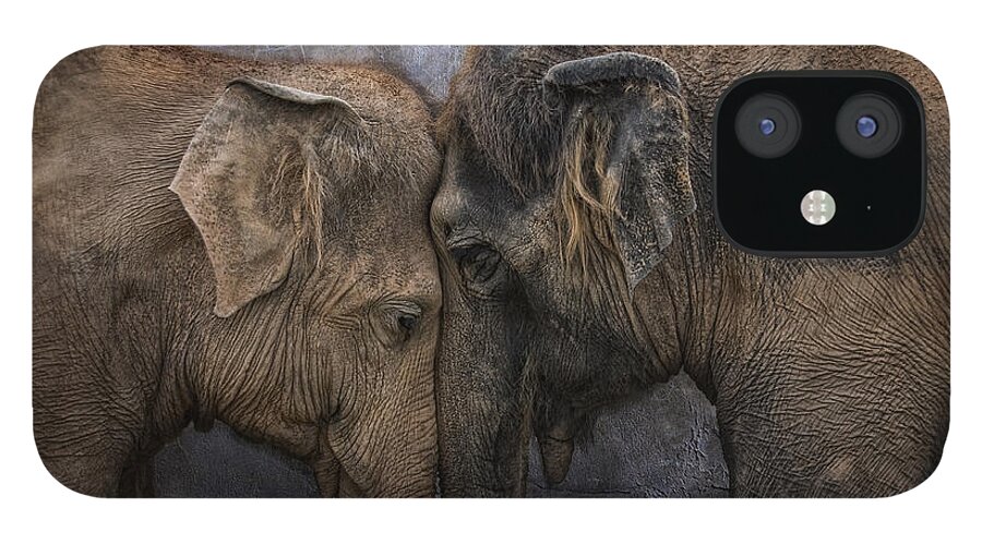 Animal iPhone 12 Case featuring the photograph Nighty Night Darling by Joachim G Pinkawa