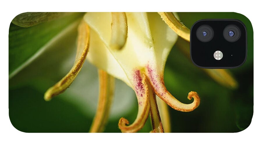 Wild Flowers iPhone 12 Case featuring the photograph Nodding Trillium by Winnie Chrzanowski